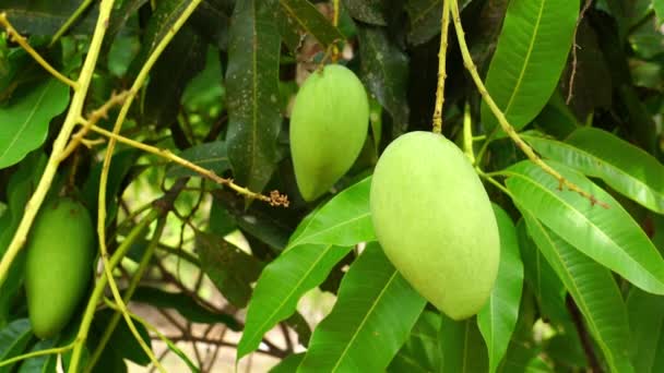 新鲜芒果挂在树上 在夏季的风中摇摆 — 图库视频影像
