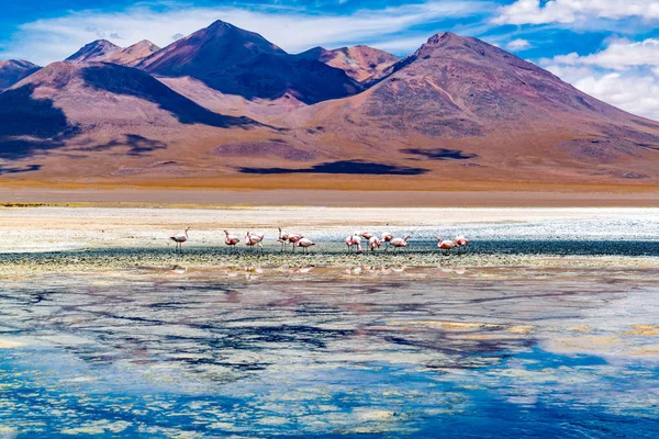 Blick auf die Flamingos am Canapa-See in der Andenhochebene — Stockfoto