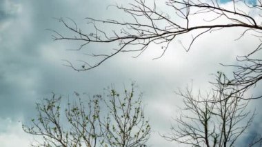 Yaz sezonunda ormanın kuru dalları üzerinde gökyüzünde hareket eden bulutlar