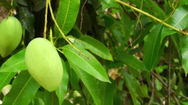 Yeşil mango ve yapraklar ağaç üzerinde hareket