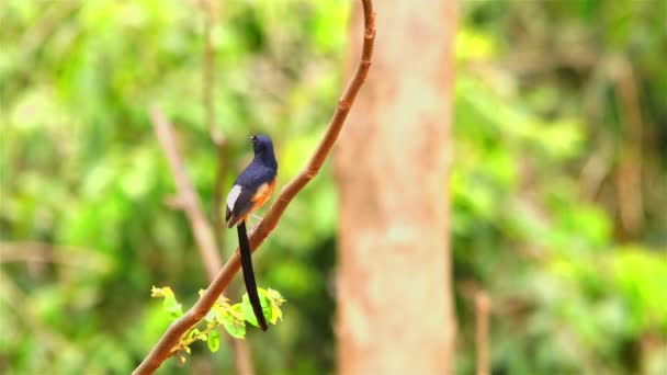 Schöner Vogel Weißrumpelshama Der Sommer Einem Baum Singt — Stockvideo