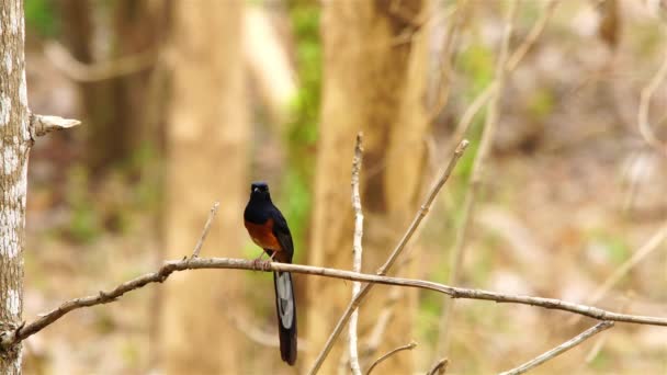 Beautiful White Rumped Ptak Shama Stojący Gałęzi Drzewa Śpiew Oglądanie — Wideo stockowe