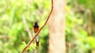 Beyaz popolu Shama şarkı söylüyor ormandaki bir ağacın dalında