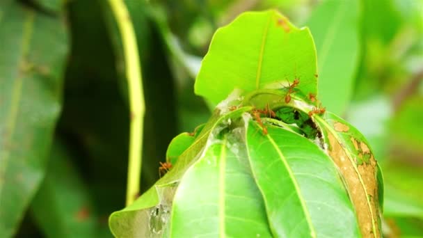 Κόκκινα Μυρμήγκια Εργάζονται Στη Φωλιά Ένα Κλαδί Μάνγκο Δέντρου — Αρχείο Βίντεο