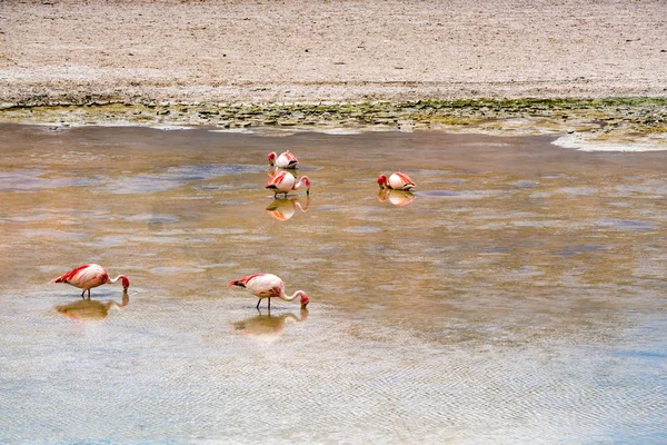 Manada de James Flamingos alimentándose en el Lago Canapa — Foto de Stock