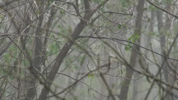 Filmación Lluvia Bosque Tailandia Temporada Lluvias — Vídeo de stock