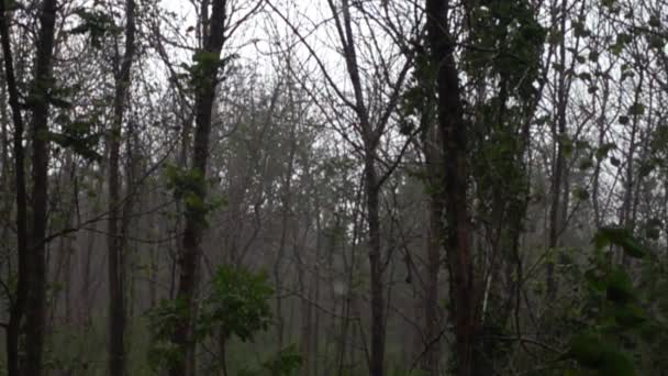 雨季にタイの森に降る雨のスローモーション映像 — ストック動画