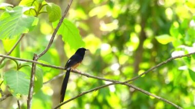 Erkek beyaz-Tayland ormanında bir ağaçta Shama şarkı rumped