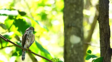 Sparrow Hawk Bird kanat ve kuyruk germe, bir ağacın şube ayakta
