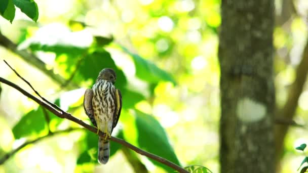 Shikra Pájaro Posado Una Rama Árbol Bosque Tailandia — Vídeo de stock