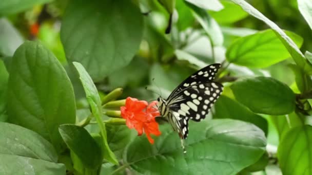 Adult Lime Butterfly Volando Pie Alimentándose Flores Rojas Cordia Jardín — Vídeo de stock