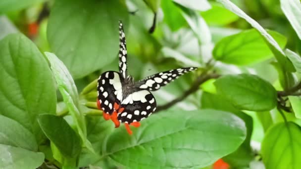 石灰蝴蝶飞到科迪亚花 喂食和飞走在慢动作 — 图库视频影像