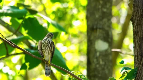 Sparrow Hawk Pták Sedí Větvi Stromu Deštném Pralese Thajska — Stock video