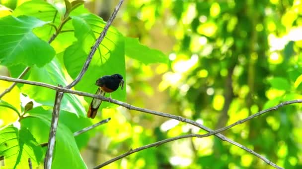 Vit Rumped Shama Bird Med Mat Munnen Beredd Att Den — Stockvideo