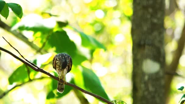 Shikra Pájaro Flexión Movimiento Rama Árbol Bosque — Vídeo de stock