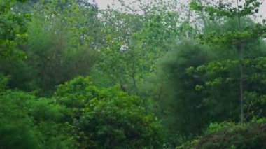 Yağmur mevsiminde Tayland ormanında yağmur görünümü