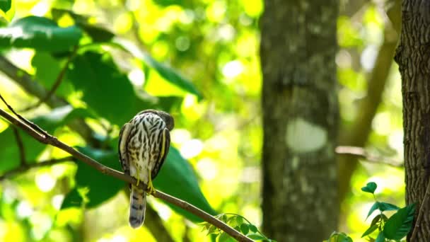 Natürlicher Shikra Vogel Steht Auf Ast Eines Baumes Wald Von — Stockvideo