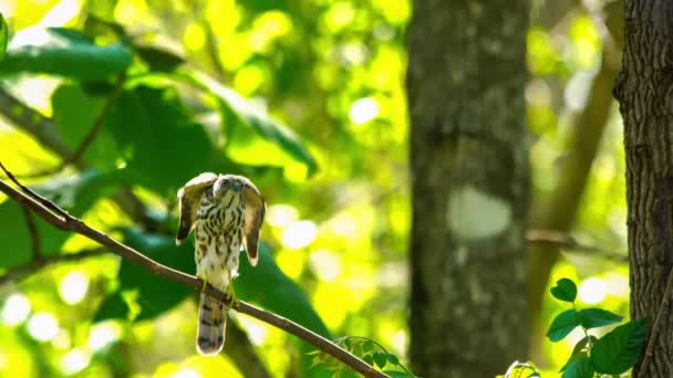 Воробей Hawk Птах Perching Гілку Дерева Озираючись Летить Геть — стокове відео