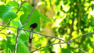 Beyaz kıçlı Shama Bird ve bir ağacın dalı üzerinde duran ağızyeni doğan kuş için gıda