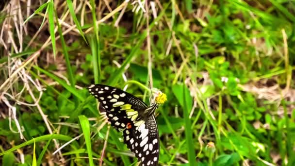 Mariposa Lima Posada Una Floridaen Campo Alimentándose Volando Lejos — Vídeo de stock