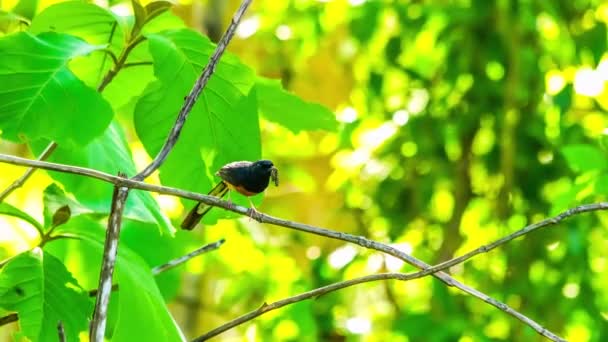 Beyaz Kıçlı Shama Kuşu Bir Ağacın Dalındaki Yuvada Yeni Doğan — Stok video
