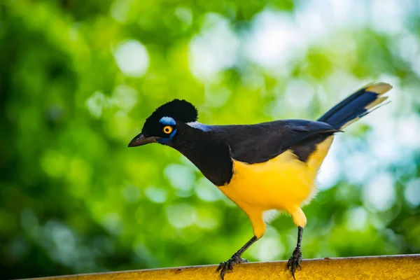 Pájaro jay de cresta de felpa en las Cataratas del Iguazú Brasileño — Foto de Stock