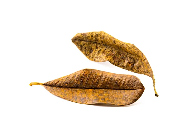 Dry leaves of Frangipani or Plumeria on white background — Stock Photo, Image
