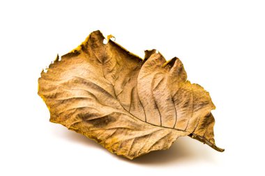 Texture of Dry Teak Leaf clipart