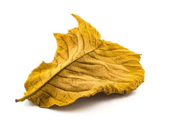 Back side of Dry Teak Leaf texture — Stock Photo, Image