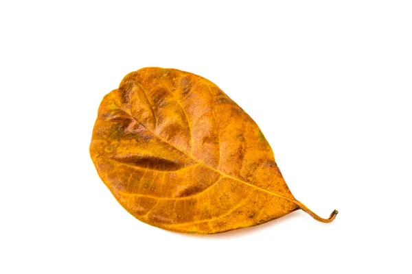 Dry leaf of Jackfruit texture — Stock Photo, Image