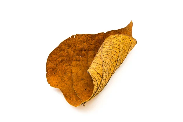 Dirty dry leaf on white background — Stock Photo, Image