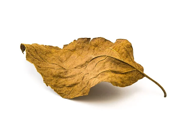 Folha seca velha — Fotografia de Stock