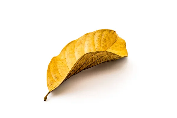 Old dirty dry leaf — Stock Photo, Image