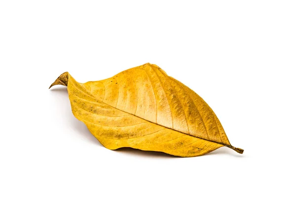 Dry leaf on white background — Stock Photo, Image