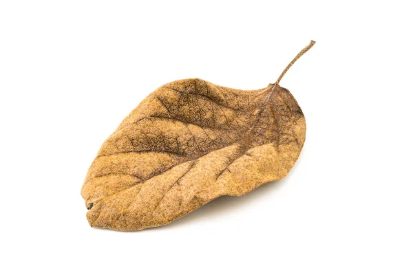Closup picture of old dry leaf — Stock Photo, Image