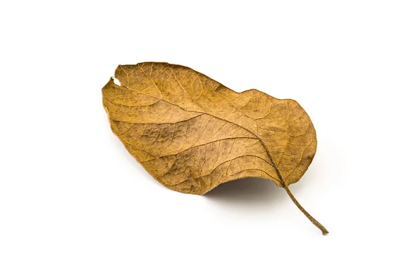 Textura frunzei uscate din spate — Fotografie, imagine de stoc