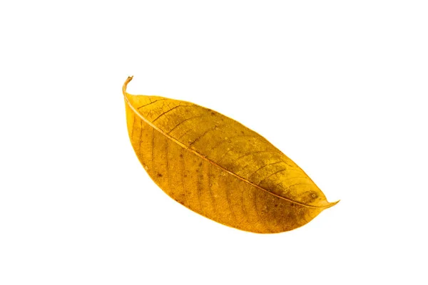 Dry leaf texture of Marian Plum — Stock Photo, Image