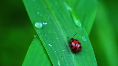 Doğada Coccinellidae uğur böceği Closup video. Yeşil bir ot yaprağı üzerinde yürüyen uğur böceği ve dışkı kovmak.
