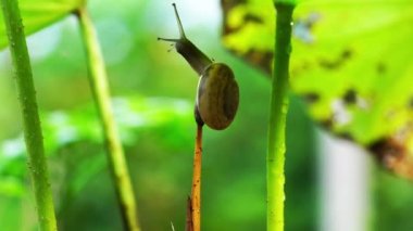 Kuru bir lotus sapında sürünen salyangoz. Nilüfer havzasındaki kütükten inen kara salyangozu.