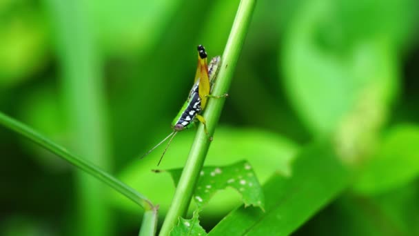 Closeup Video Grasshopper Nature Grasshopper Standing Turning Green Grass Stem — Stock Video