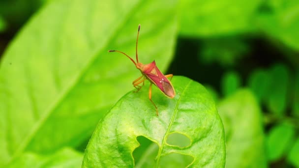 緑の葉の上に立って飛び去るペンタトモイデアシールドバグ 春の自然の中でクローズアップ昆虫のビデオ — ストック動画