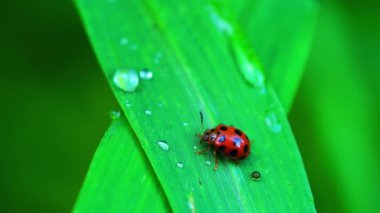 Coccinellidae Ladybird Beetle yeşil bir çim yaprağı üzerinde yürüyüş. Uğur böceği uçup gitti.