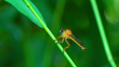 Meyve sinek böcek yeşil çim bir kök üzerinde duran ve kapalı uçan