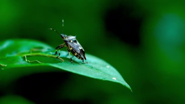 Natural Shield Bug Pie Sobre Una Hoja Verde Moviéndose Girando — Vídeos de Stock