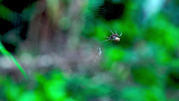 Örümcek Tayland Yağmur Mevsiminde Kendi Web Iplik — Stok video