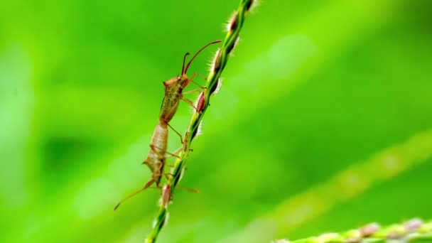 Red Shield Bugs Tapis Sur Une Tige Graine Herbe Verte — Video