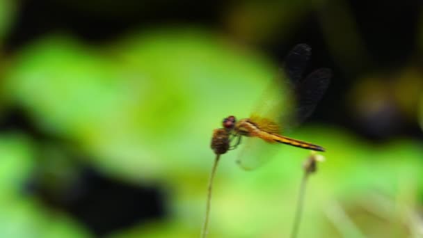 Kelebek Böcek Kuru Çiçek Bir Kütük Üzerinde Levrek Sinek Tekrar — Stok video