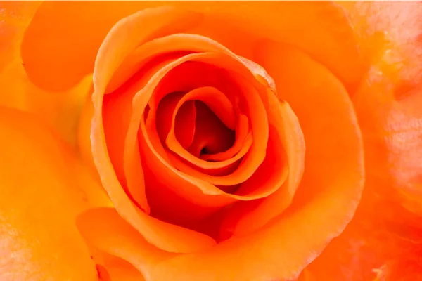 Gros plan de fleur de rose — Photo
