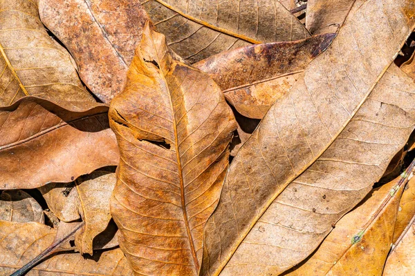 Haufen trockener Blätter im Sonnenlicht — Stockfoto