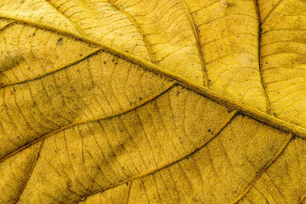 Lato posteriore della texture foglia di teak asciutto primo piano sfondo — Foto Stock